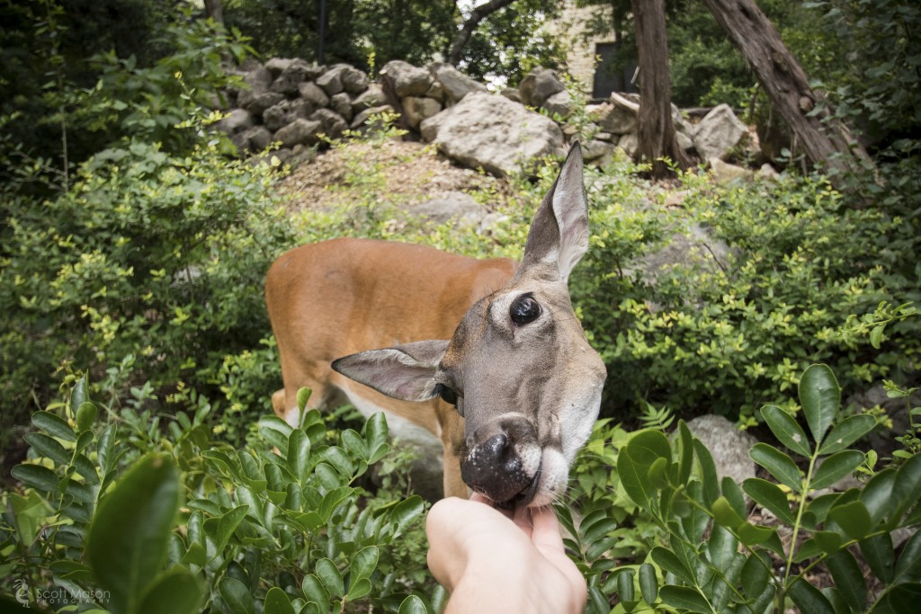 A deer in the woods being hand-fed