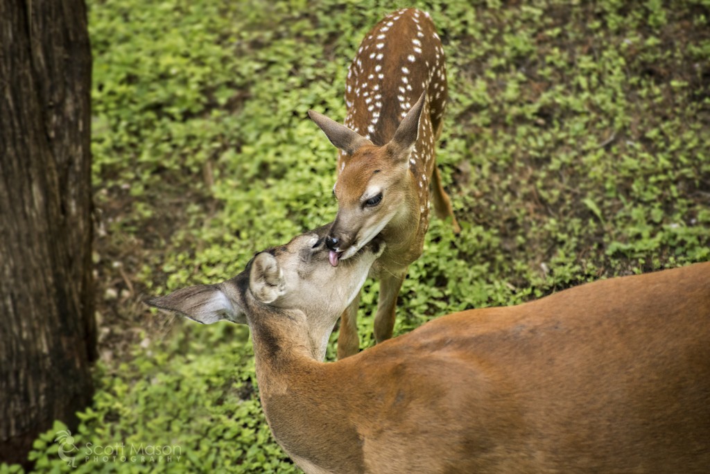 A fawn grooming her mother