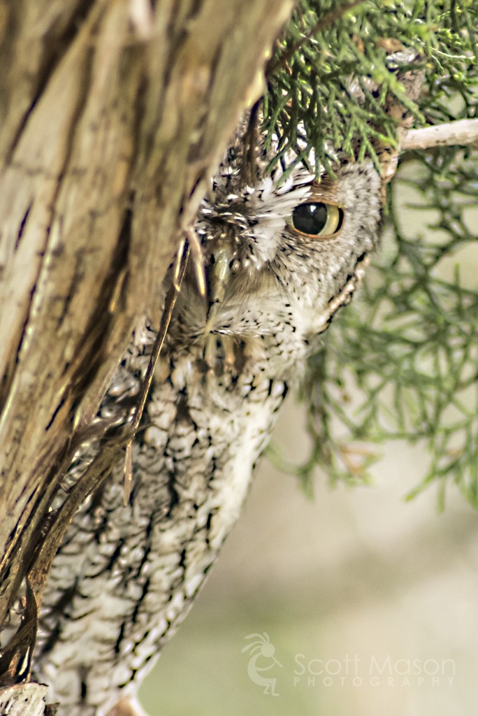 An Eastern Screech Owl peeking out from a tree trunk