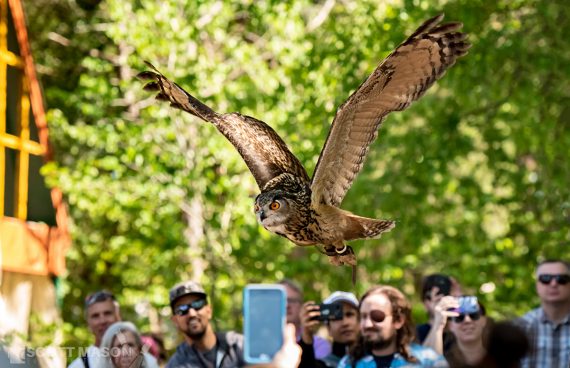 an own flying at the Falcon show at a renaissance festival