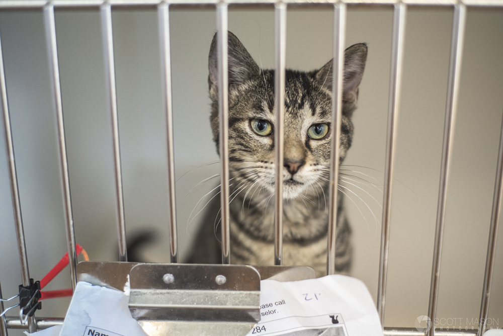 a rescue cat looking through cage bars