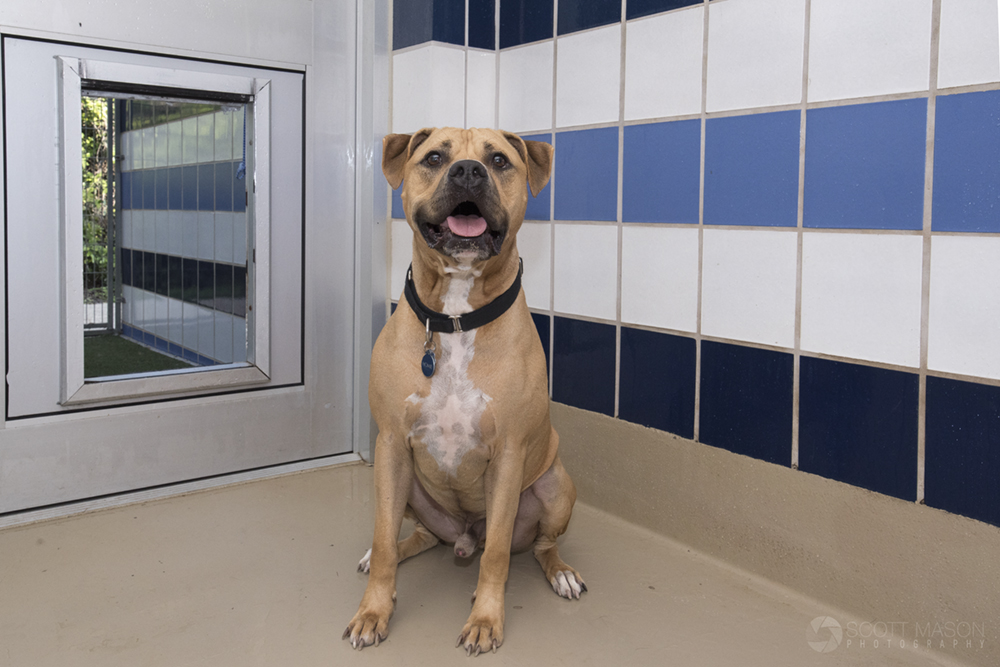 a photo of a rescue dog sitting in his room at a shelter