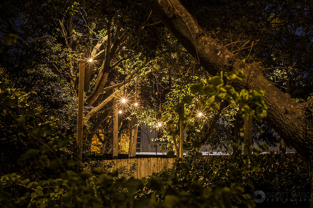 a nighttime photo of Firefly hanging lights, framed by trees and branches