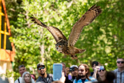 an own flying at the Falcon show at a renaissance festival